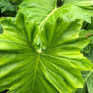 Meet your Posher, Simona